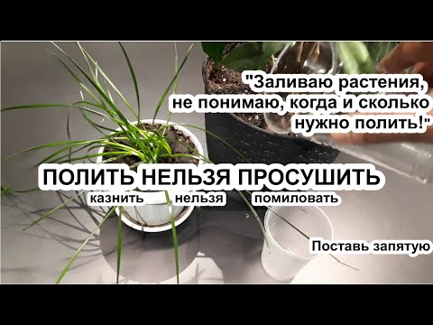 Заливаете растения? Узнайте ЗОЛОТОЕ ПРАВИЛО, как полить но не залить. Мои 5 способов + один секрет