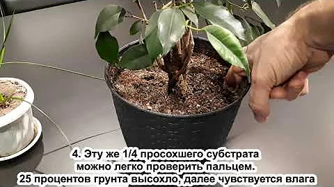 Заливаете растения? Узнайте ЗОЛОТОЕ ПРАВИЛО, как полить но не залить. Мои 5 способов + один секрет