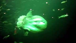 North Sea Fish in an aquarium
