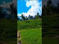 luar biasa sawah yg hijau bikin tentram hati #hidupdidesa #suasanayangindah #sawah #wisata #nature