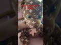 how to pet/hold your teddy