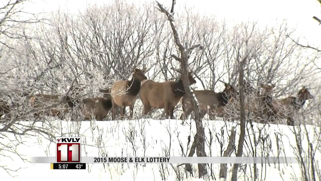 2015 Moose and Elk Hunting Season Lottery YouTube