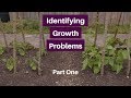 Problem solver part 1, reasons for slow growth and yellow leaves