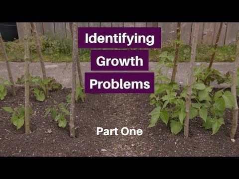 Video: Wat veroorsaak verwronge groei op aalwyn: die oplos van probleme met aalwynplante