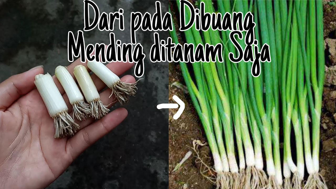 Cara Mudah Menanam Daun Bawang Sisa Dapur Tehnik Irigasi Kapiler Youtube