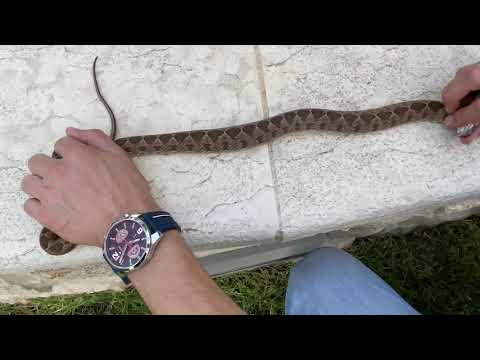 افعى النقد البقلاويه عضتني تابعو معنا وتعرفو عليها محمد حجه راعي الافاعي