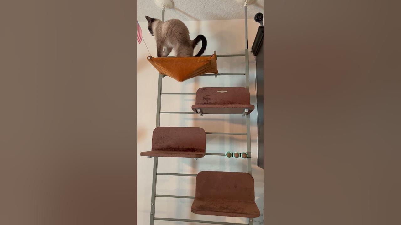 Amazon Pet Finds + Amazon Prime Day amazon YouTube