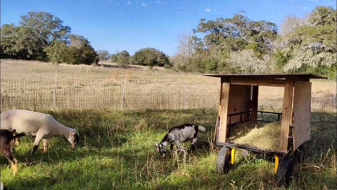 rotational grazing system with Premier One Fencing for Nigerian Dwarf