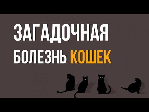 Ветеринары не понимают почему кошка начинает этим болеть