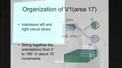 Scalable Learning and Inference in Hierarchical Models of the Neocortex