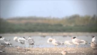 Gulls in the Crimea, Ukraine