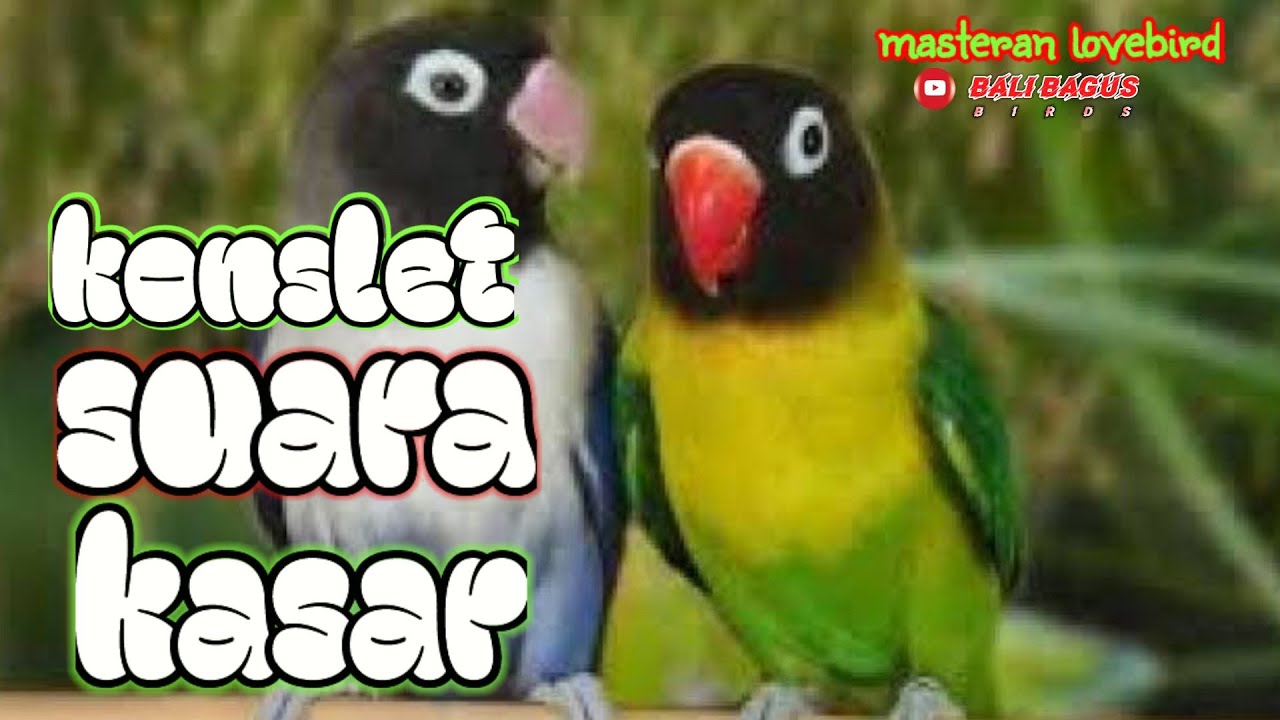 Masteran Lovebird Konslet 2022/Bikin Lovebird Gacor Minor//suara kasar