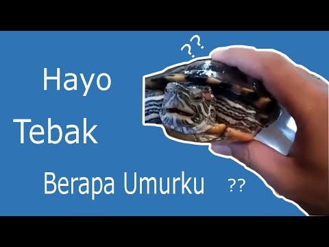 Video: Usia Kura-kura: Cara Menentukan Dari Tabel