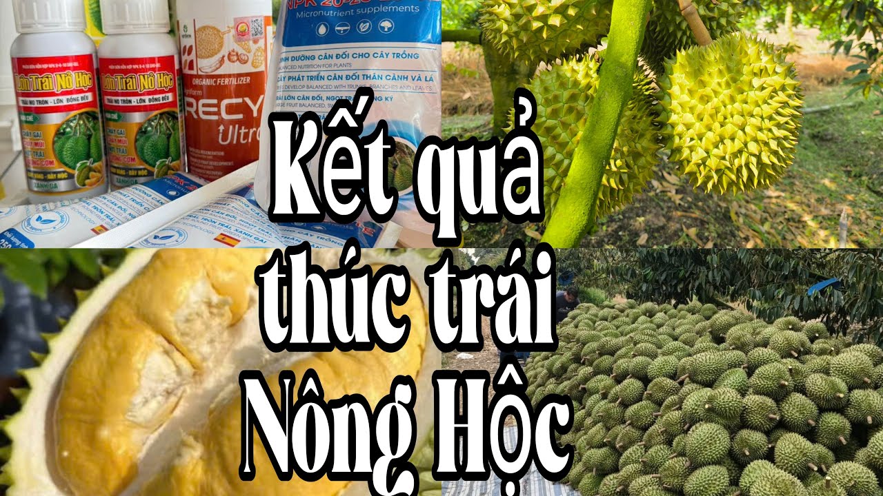 Kết Quả Thúc Nông Hộc Phì Trái Giai Đoạn Trái 55 60 Ngày. NGỪA THỐI TRÁI HIỆU QUẢ