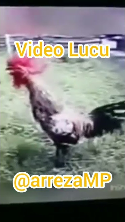 Kok Sepi - Ayam Jago berkokok