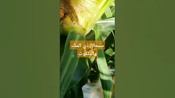 سبحان ذي الملك والملكوت 