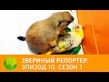 Звериный репортер. Эпизод 10. Сезон 1 | Живая Планета