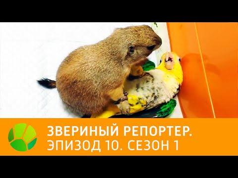 Звериный репортер. Эпизод 10. Сезон 1 | Живая Планета