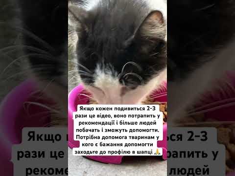 #допомогатваринам #тваринки #кошенята #тікток #ютуб #рекомендації #kitten #підтримка #лайк #кот