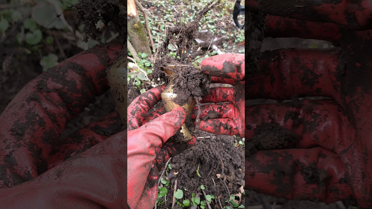 2000-летний золотой горшок