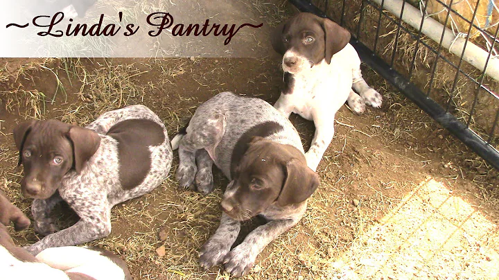 Video 3397641: german shorthaired, american