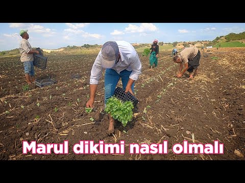 Video: İç Mekanda Büyüyen Marul