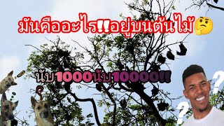 มันคืออะไร!?เต็มต้นไม้ นับ1000นับ10000!! เกิดมาเพิ่งเคยเห็น!