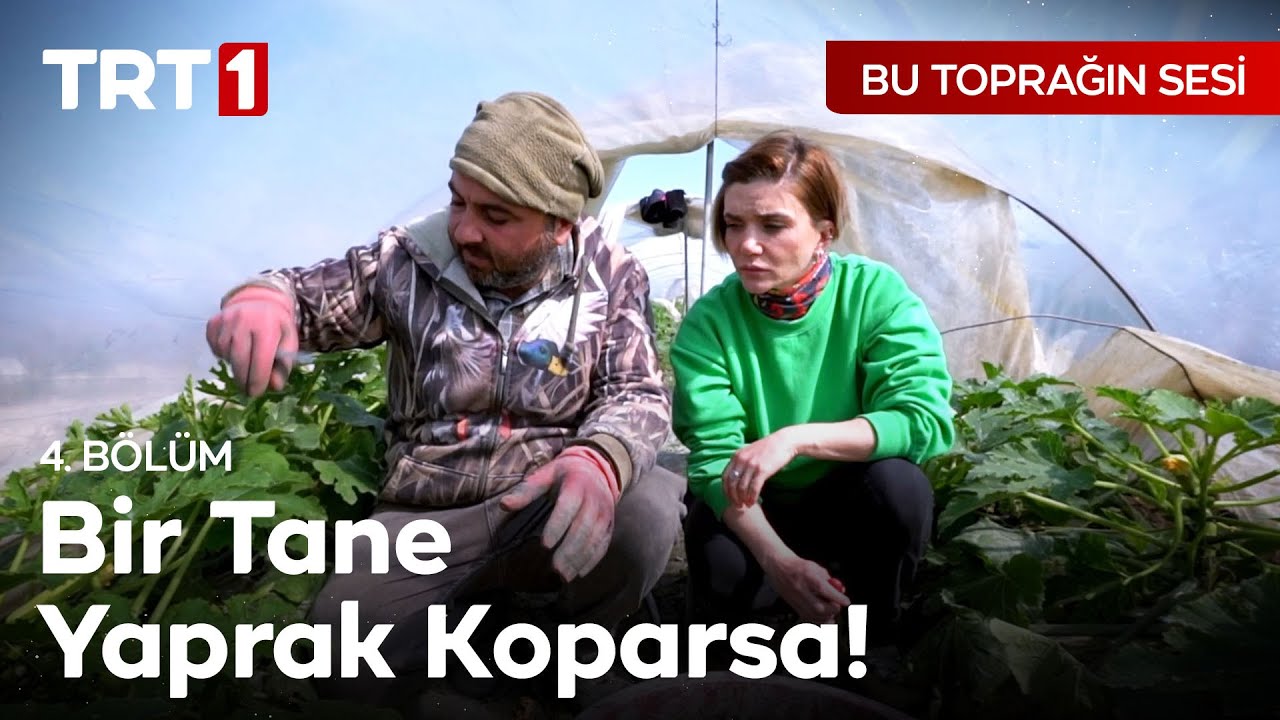 Sakız Kabağı Hasadı Nasıl Yapılıyor? - Bu Toprağın Sesi 4. Bölüm