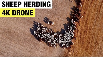 CYPRUS 🇨🇾 [4K Drone] — TIME-LAPSE Sheep herding