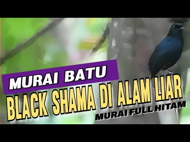 Murai Batu Black Shama Di Alam Liar !! Murai batu Full item !! class=