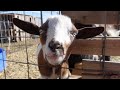 50 BABY GOATS ARE COMING / Breeding 22 GOATS at the same time