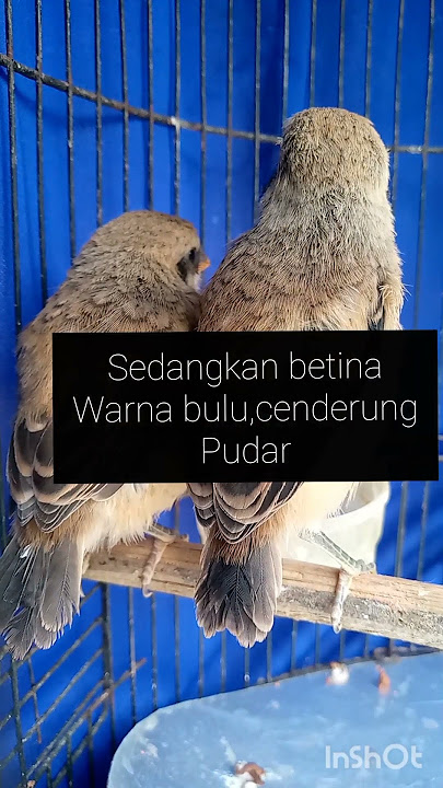 Tips membedakan kelamin cendet jantan/betina dari trotolan #cendetmania #kicaumaniaindonesia