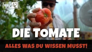 Die Tomate - Alles was Du zum Anbau von Tomaten wissen musst by MAD42 482 views 1 year ago 8 minutes, 17 seconds