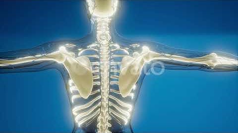 Transparent Human Body with Visible Bones | Motion Graphics - Envato elements