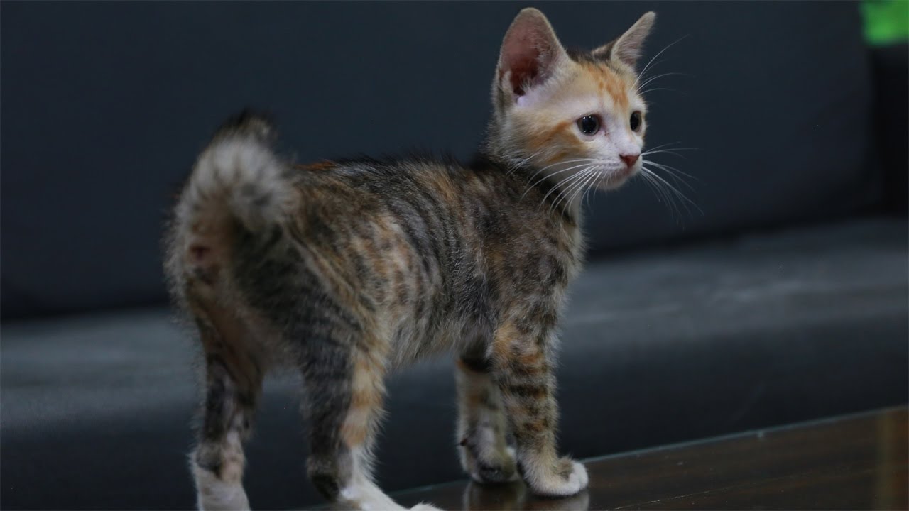 Komunitas Pecinta Kucing Surabaya Home Facebook