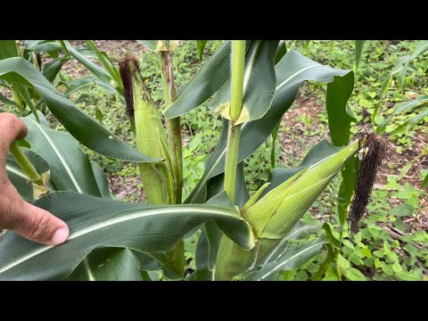 Saint John's Day is almost here, a time for lots of corn! 🌽