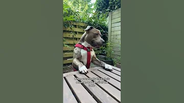Bullybrolou Umm But He Is Dog Doglover 