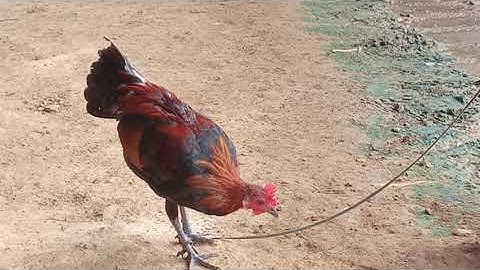 Coj peb mus saib qaib qu txuam1 Thiab txuam2 zoo nkauj