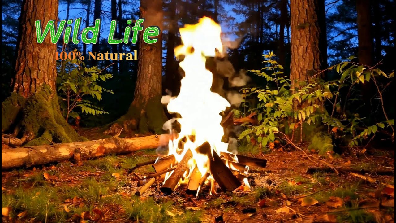 Crackle & Glow 5 Hours of Perfect Campfire ASMR