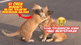 Mengharukan! Kisah Nyata Seekor Kucing Oren Membantu Anjing Terlantar Mencari Majikan - Endingnya
