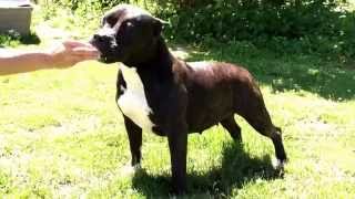 Tob Pitbull Bullys Gyspy. 1 12 Years Old. Video On 5192015. Web .Pitbulltob