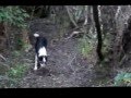 NZ Pig Dog Training School Joshua Kauta NZ Pig Dog Training School Joshua Kauta