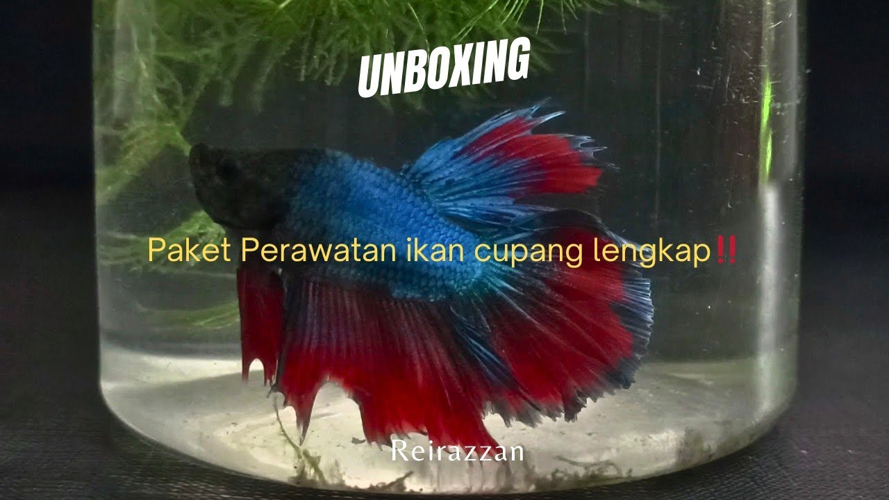 paket perawatan ikan cupang biar sehat dan cantik‼️