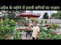 April flowers bloomings in hamari bagiya  summer garden overview