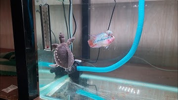 Trùng huyết đông lạnh cho cá gì? Rùa gì ăn được?