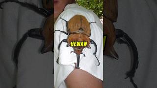 Tubuh Hewan Yang Besar dailyfacts faktaunik shorts