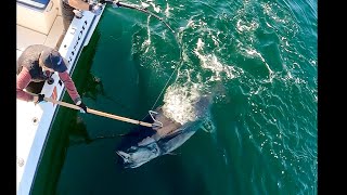 Brutal bluefin tuna the film