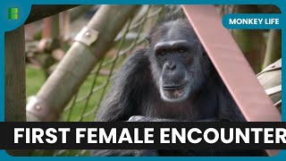 Rescued Capuchin Meets Flirty Females at Monkey World | Monkey Life | Documentary