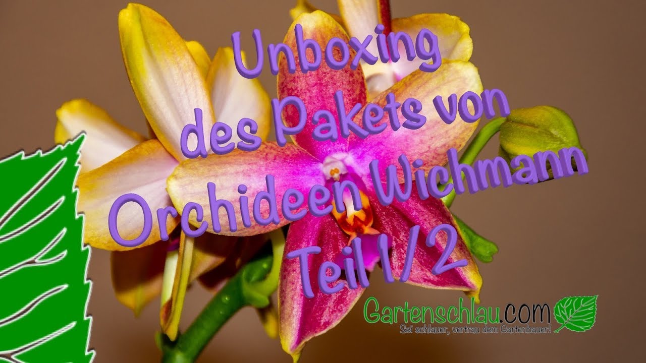 Orchideenpaket richtig auspacken: Wurzeln, Blätter und Substrat prüfen