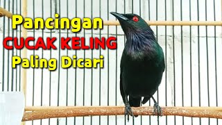 Pancingan cucak keling biar emosi dan ikut gacor